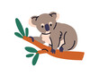 Cute koala on tree branch. Adorable baby bear clinging to twig. Exotic tropical Australian wildlife character. Wild animal cub. Kids childish flat vector illustration isolated on white background