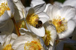 Sunny spring day. Bright white flowers of a helleborus niger create a continuous background.On a flower in the center the bee sits. On petals play of light and shadow.