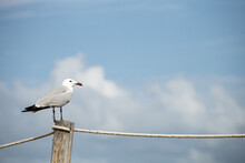 A Seagull Is Perched On A Wooden Post. The Sky Is Blue With Some Clouds. The Bird Appears To Be Eating Something