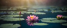Serene Water Lotus Opens In Full Bloom Under The Gentle Glow Of Sun Rays, Conveying A Sense Of Growth And Enlightenment