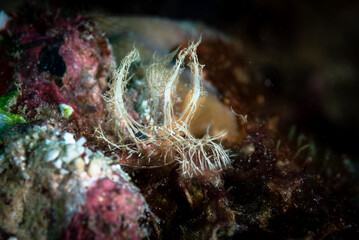 Wall Mural - Ghost Nudibranch (Melibe colemani)