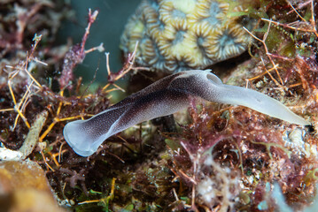 Wall Mural - Lovely Headshield Slug Chelidonura amoena