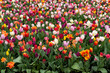 Tulpenpracht in Amsterdam, Niederlande