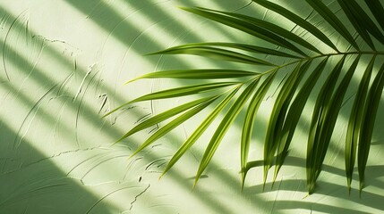 Aufkleber - Palm leaf shadow on a green wall background Olive color stylish flat lay with trendy shadow and sun light : Generative AI