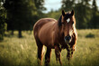 eating grass Horse field animal foal brown black equine food eat farm portrait mane hay bay mare fast nature gelding
