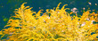 Natural blooming ragweed. Floral background. Horizontal banner