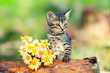 Cute little kitten with a bouquet of chrysanthemums on a wooden log