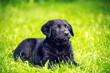 Portrait of a cute little puppy sitting on the grass in the summer garden