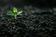 An isolated tiny green sprout on a black soil
