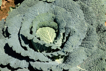 Brassica oleracea 'Rigoleto' , Chou de Milan