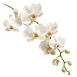 Branch of beautiful white orchids on transparent background, png	