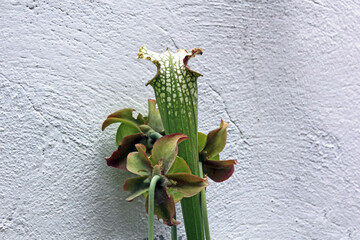 Wall Mural - une plante carnivore : sarracenia