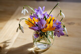 Fototapeta  - Bouquet of purple crocus in vase. Spring flowers in a vase.