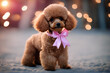 Toy bow pink poodle gold funny cute posing puppy pedigreed furry whelp curly brown breed fluffy miniature friends red apricot muzzle sitting