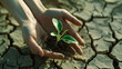 A woman's hands hold a small green plant above the dry cracked earth. The idea of hope and resilience
