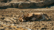 A dead horned cow lies on the dry, lifeless ground. The desert is dry and barren. The concept of a severe drought due to global warming