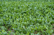 Fodder beet close-up on the field. Crop and farming. Beet plants in field.
