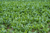 Fototapeta  - Fodder beet close-up on the field. Crop and farming. Beet plants in field.