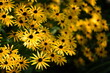 Yellow rudbeckia flowers on bokeh flowers background, black eyed susans, bokeh space for text, floral coneflowers background.