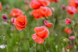 Fototapeta  - Field of red poppies in bright evening light. Poppies in the field at sunset.