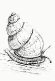Fototapeta Paryż - Hand drawn illustration of a snail