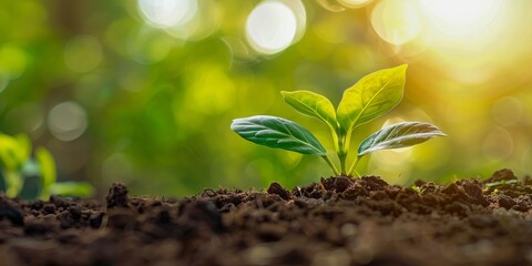 Wall Mural - A young plant growing in the soil.