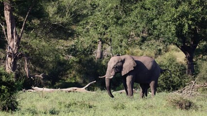 Wall Mural - Big bull elephant number 1 and 2