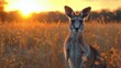 Kangaroo Standing in Field at Sunset