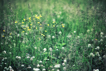 Sticker - Bright spring greens at dawn in the forest. Nature comes to life in early spring.