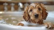 Brown Dog Taking a Bath in Bathtub