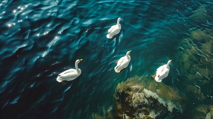 Wall Mural - Serene aquatic scene with elegant swans swimming gracefully. Tranquil water, wildlife in their natural habitat. Perfect for nature-themed designs. AI