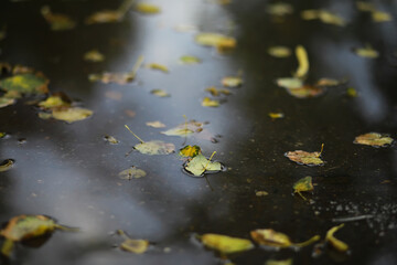 Wall Mural - Lively closeup of falling autumn leaves with vibrant backlight from the setting sun