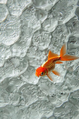Wall Mural - A goldfish gracefully swims in a pool of water, its scales shimmering under the light