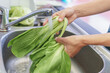 Woman hands washing fresh green bok choy in kitchen