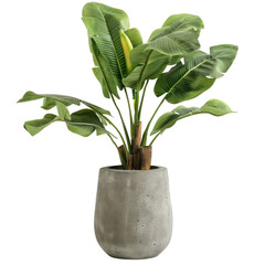 Wall Mural - Decorative banana plant in concrete vase isolated on transparency background PNG