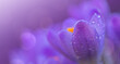 Easter background with purple flowering crocus isolated .