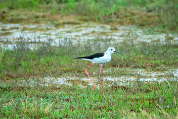 Wall Mural - Black-winged stilt (Himantopus himantopus) alarms about nest, mobbing response. Typical habitat of stilt with saltworts in shallow saline water bodies, saltmarsh-grass, glasswort. North Black Sea