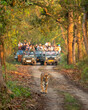wild female tiger or panthera tigris a showstopper head on road in morning territory stroll and blurred safari vehicles tourist in background pilibhit national park forest reserve uttar pradesh india