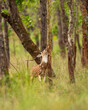 Spotted deer or Chital or axis axis rubbing his antlers on the base of trees in rut season to mark territory and show dominance and intimidate other bucks in natural scenic forest national park India