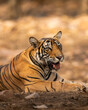 indian wild male Showstopper tiger or panthera tigris closeup sitting in middle of road or track a roadblock inside a jungle safari at Ranthambore National Park Forest Tiger Reserve Rajasthan India