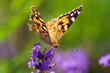 A Painted Lady (Vanessa cardui) butterfly with a damaged wing in a lavender field in the summer. Green background.