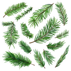 set of illustration of spruce twigs. pine leaves. leaf isolated on a white background
