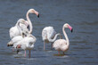 Greater Flamingo in a pond in the south of France