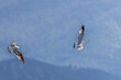 European Herring Gull in flight