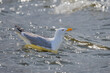 European Herring Gull swimming on the water surface