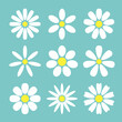 Daisy chamomile flower set. White yellow Camomile icon. Growing concept. Cute round flower head plant collection. Love card. 9 sign symbol shape. Flat design. Isolated. Light green background. Vector