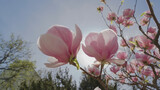 Fototapeta  - Piękne różowe kwiaty magnolii na tle nieba. Wiosenne kwitnienie drzew ozdobnych w mieście.