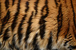 Fluffy Fur of wild tiger background	
