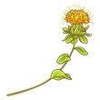 Safflower Plant Colored Detailed Illustration