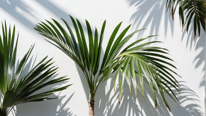 Poster - Creative layout of colorful palm leaves on a white background in the rays of the sun, with shadows. Minimal summer exotic concept with copy space